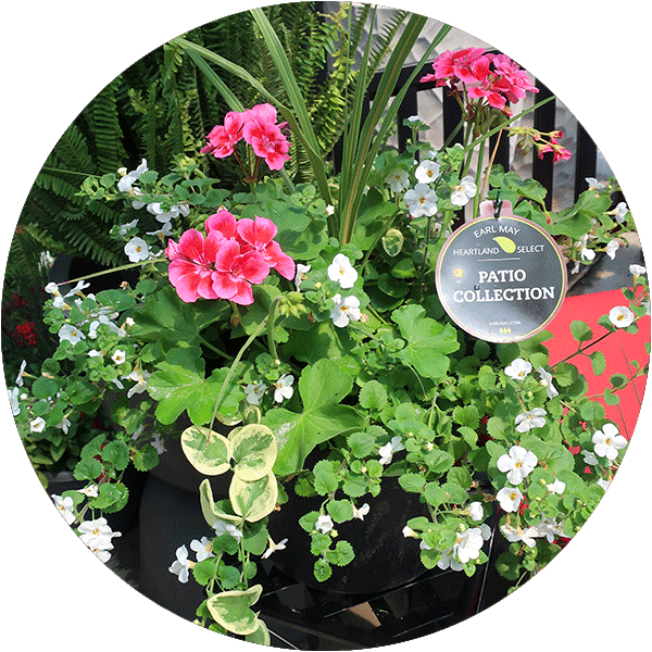 A flower container with red-pink geraniums, white bacopa, a spike plant and trailing ivy.